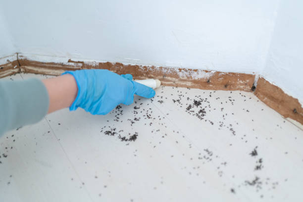 Best Local Pest Control Services  in Reed City, MI